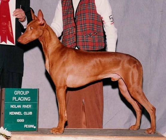 The Pharaoh Hound - Bazinga Pharaoh Hounds